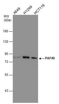 PAF49 antibody [GT635]
