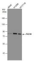 PAF49 antibody [GT635]