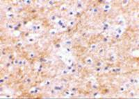SAPAP3 antibody