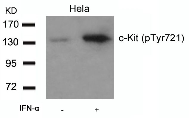 c-kit (phospho Tyr721) antibody