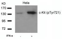 c-kit (phospho Tyr721) antibody