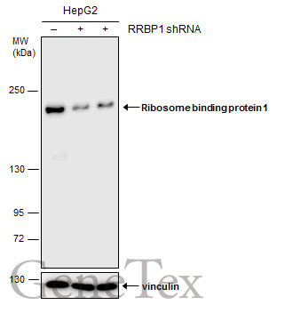 Ribosome binding protein 1 antibody [GT5610]