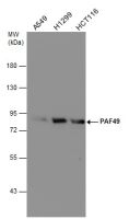 PAF49 antibody [GT1964]