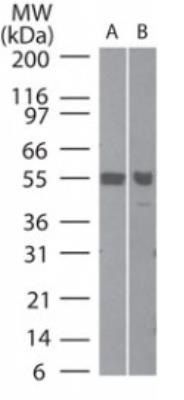 TRAF6 antibody