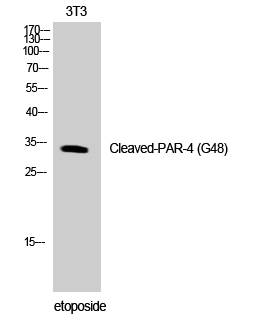 F2RL3 / PAR-4 (cleaved Gly48) antibody