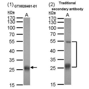 Mouse Anti-Goat IgG (Light chain) antibody [GT25612] (HRP)
