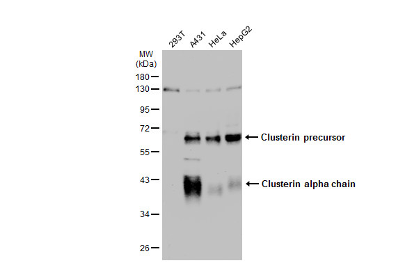 Clusterin alpha antibody