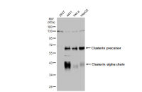 Clusterin alpha antibody