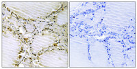 AMPD1 antibody
