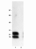 Phospholamban (phospho Ser16) antibody