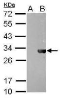 HSV tag antibody [GT212]