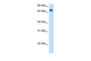 LSR antibody, C-term
