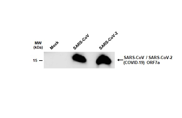 SARS-CoV / SARS-CoV-2 (COVID-19) ORF7a antibody [3C9]