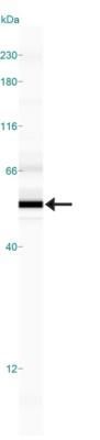 SMAD6 antibody