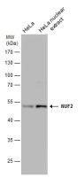 NUF2 antibody [GT644]