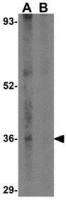 CCDC98 antibody