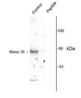 Munc18-1 (phospho Ser515) antibody