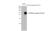 ASFV p54 antibody