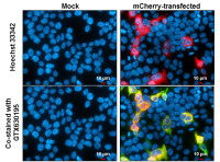 mCherry antibody [GT844]