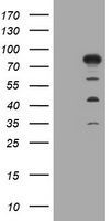 MTMR2 antibody [1F10]
