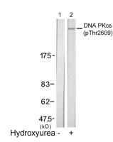 DNA-PKcs (phospho Thr2609) antibody