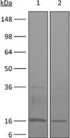 TNF alpha antibody [XT3.11]