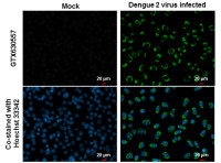 Dengue virus NS1 protein antibody [GT1061]
