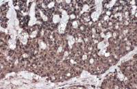 Caspase 8 p10 antibody