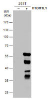 TOM1L1 antibody [3F12]