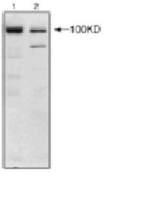 Nucleolin antibody [4E2]