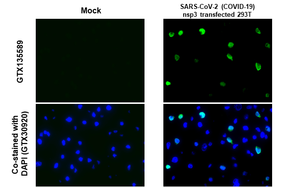 SARS-CoV-2 (COVID-19) nsp3 antibody