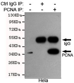 PCNA antibody [6B12-D7-H9]