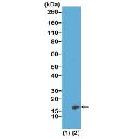 Histone H3K23me2 (Di-methyl Lys23) antibody [RM171]