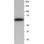 Synaptotagmin antibody