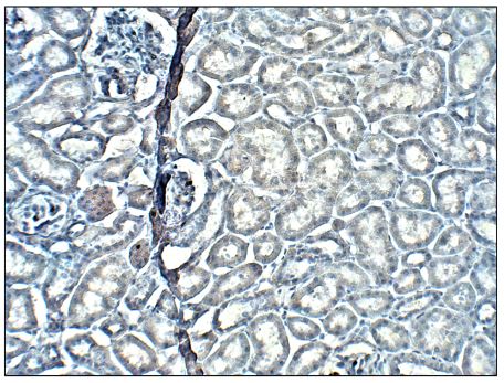 XTP4 antibody