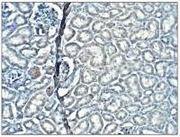 XTP4 antibody