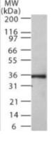 NIFK antibody [18E148]