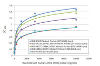 SARS-CoV-2 (COVID-19) Spike RBD Protein, P.1 / Gamma variant, His tag (active)