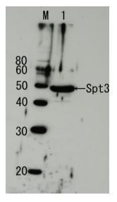 Spt3 (S. cerevisiae) antibody