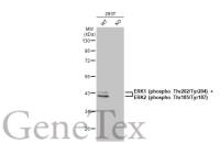 ERK1 (phospho Thr202/Tyr204) + ERK2 (phospho Thr185/Tyr187) antibody [HL173]
