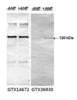PDE5A antibody