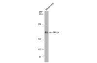 CD11b antibody