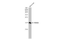 PDE6D antibody [HL1359]