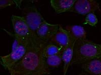 c-Rel (phospho Ser503) antibody