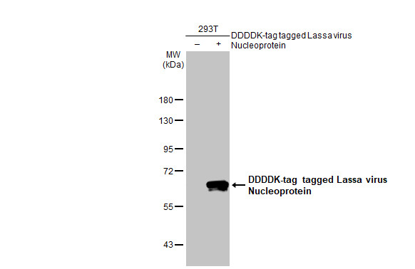 Lassa virus Nucleoprotein antibody [HL1390]