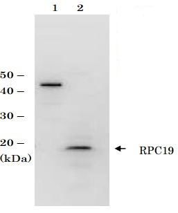 RPC19 (S. cerevisiae) antibody