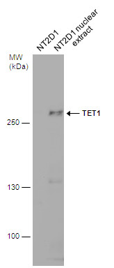 TET1 antibody [GT465]