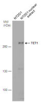 TET1 antibody [GT465]
