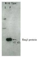 Rnq1 (S. cerevisiae) antibody