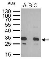 GFP antibody [GT859]